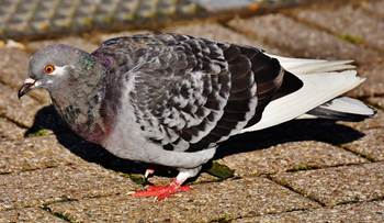 Common pigeon